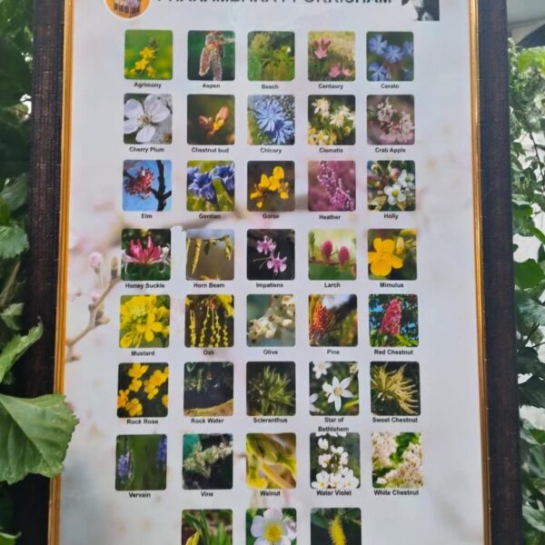 Edward Bach Healing 38 Flowers