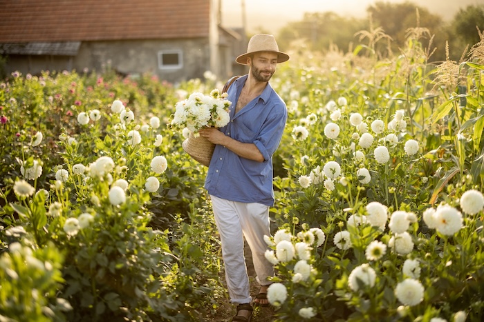 Man picks up dahlias at flower farm outdoors Handsome man in hat as a farmer carries bag full of freshly picked up white dahlias, working at flower farm outdoors. Concept of a small business of growing dahlias in summer garden